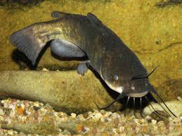 Piscicultura de Peixe Catfish para Criadores em SP
