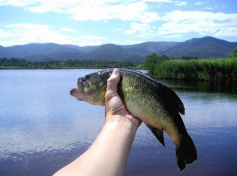 ALEVINOS E JUVENIS DE BLACK BASS EM SP