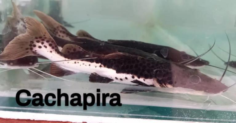 Alevinos e Juvenis de Cachapira em SP