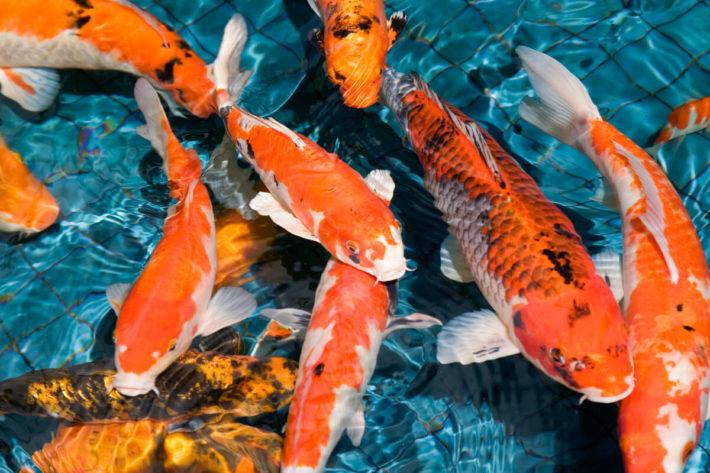 ALEVINOS E JUVENIS DE CARPA COLORIDA EM SÃO PAULO
