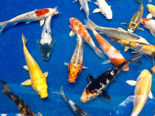 ALEVINOS E JUVENIS DE CARPA KOI EM SÃO PAULO
