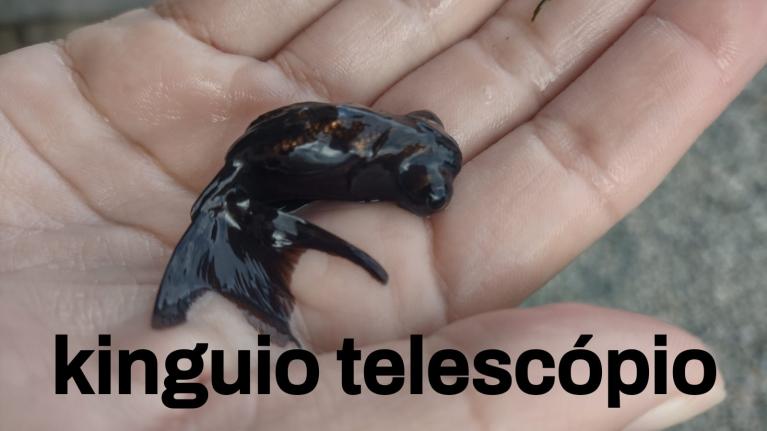 Alevinos e Juvenis de Kinguio Telescópio em SP