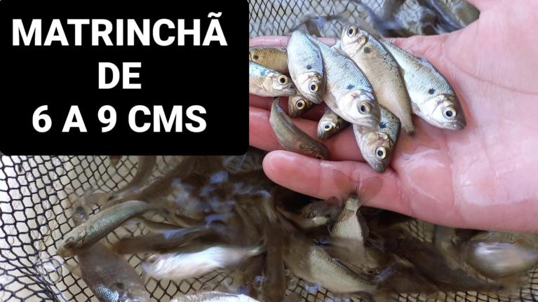 Alevinos e Juvenis de Matrinxã em SP