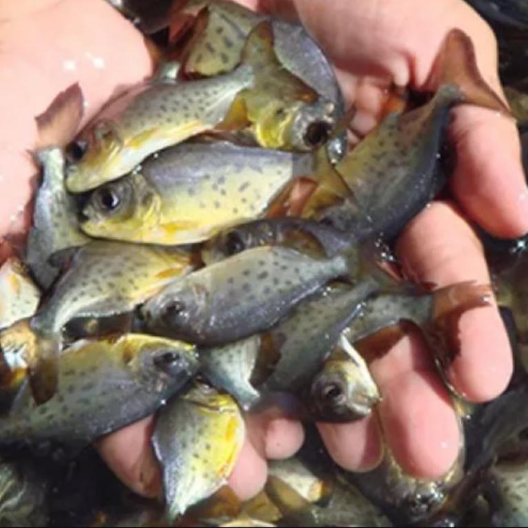 ALEVINOS E JUVENIS DE PACU EM SÃO PAULO