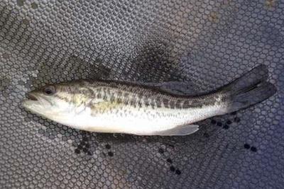 BLACK BASS