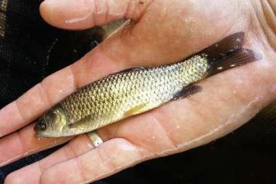 CARPA CAPIM