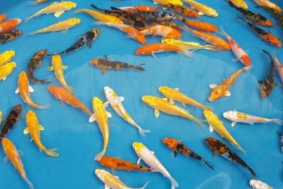 CARPA KOI