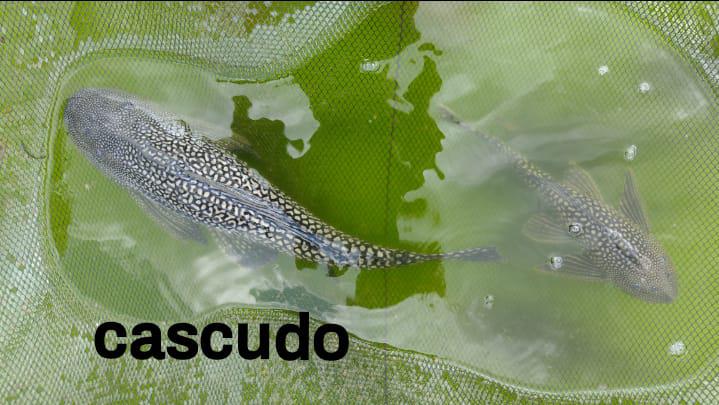 Alevinos e Juvenis de Cascudo em SP