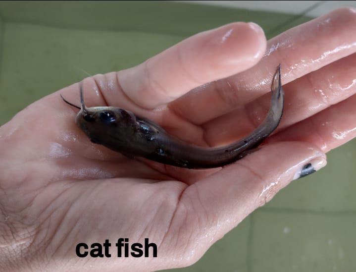 PISCICULTURA DE CATFISH EM SÃO PAULO