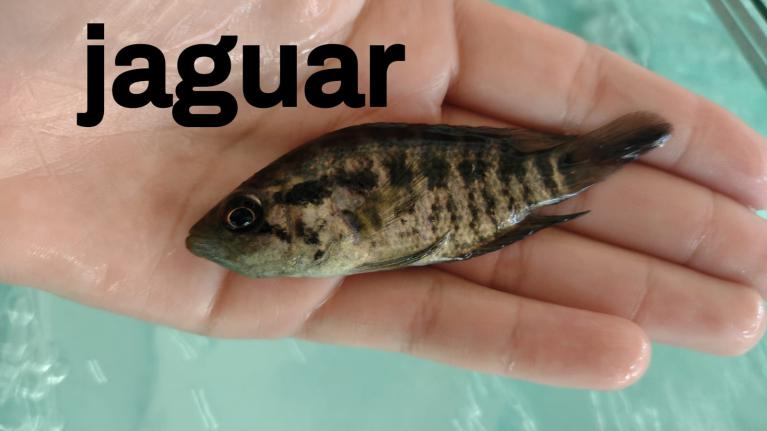 Alevinos e Juvenis de Jaguar em SP
