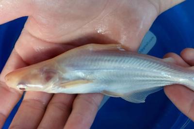 Pangasius Albino Capa