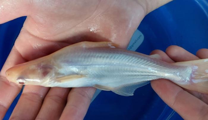 ALEVINOS DE PANGASIUS ALBINO PARA PISCICULTURA