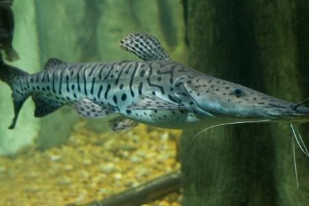 Venda de Alevino de peixe Cachara em Igaratá e região