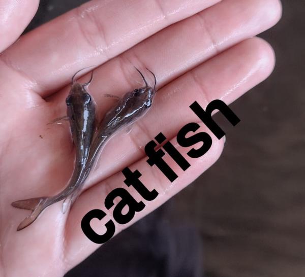 Piscicultura e Comércio de Cat Fish em São Paulo Piscicultura e Comércio de Cat Fish em São Paulo