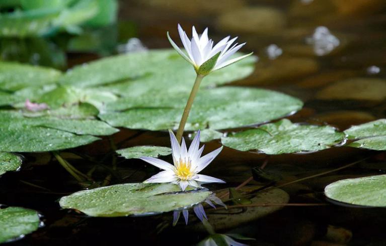 PLANTAS AQUÁTICAS PARA COBERTURA, FILTRAGEM